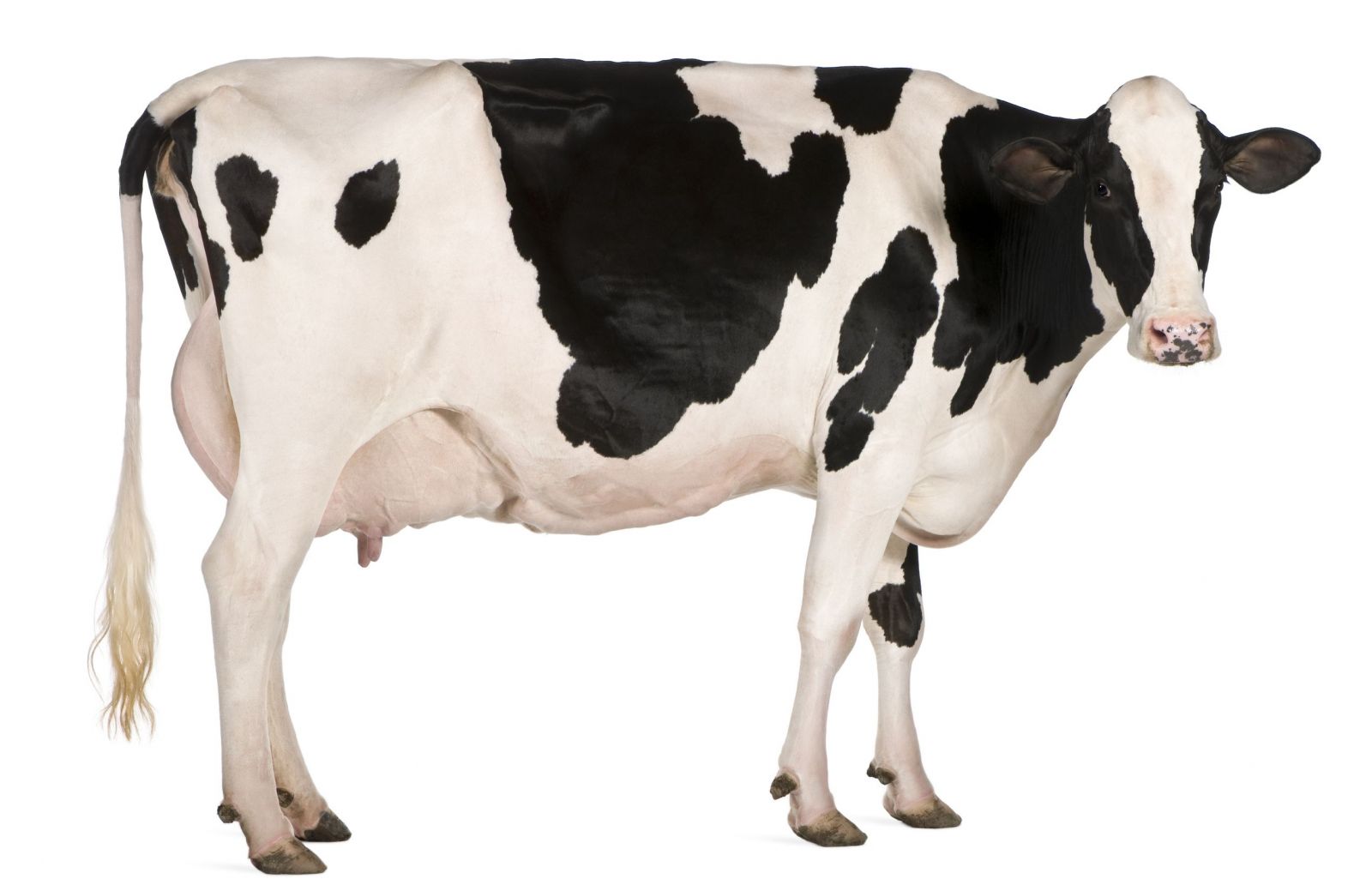 Hoe ontstaat pensverzuring bij koeien?